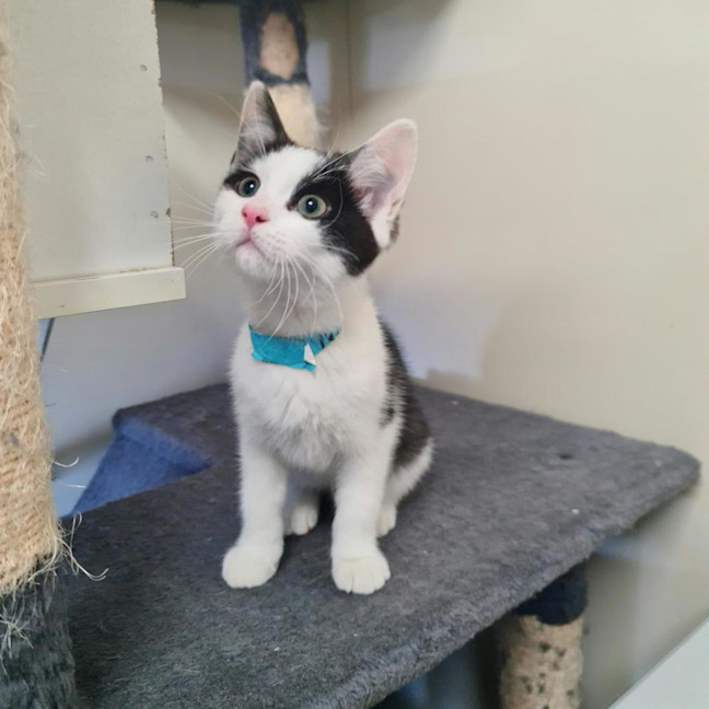 Photo of Ares