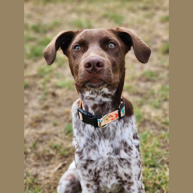 Photo of 🍟 Jack Jack 5561 🍟