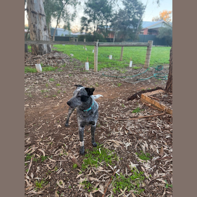 Photo of Bandit