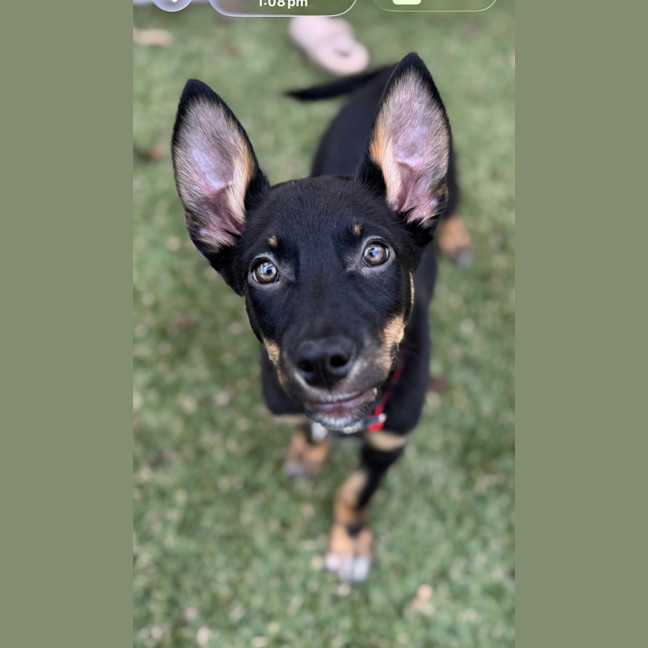 Photo of Raptor
