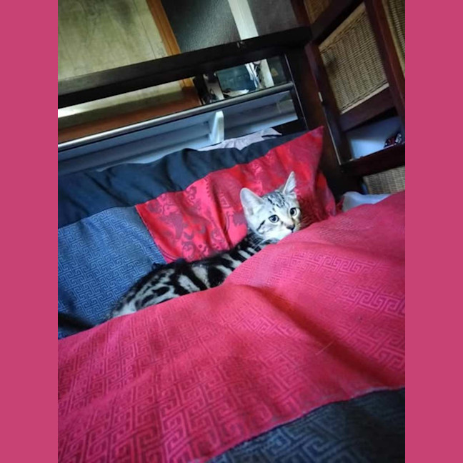 Photo of Atlas