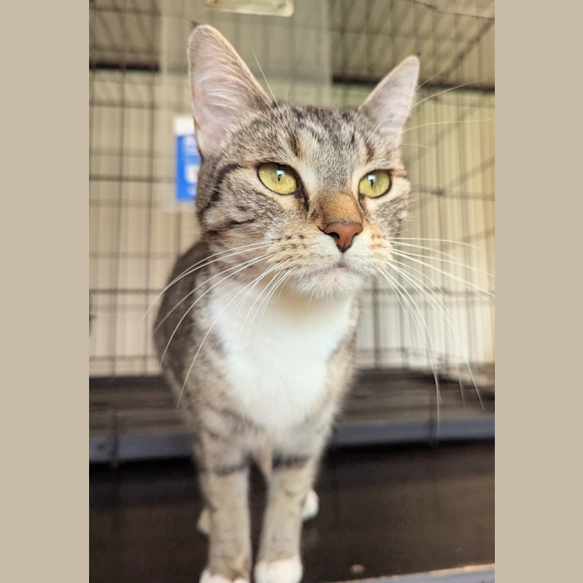 Photo of Tibby