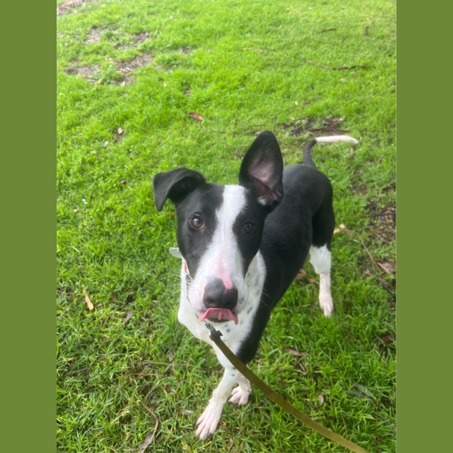 Photo of Tippa