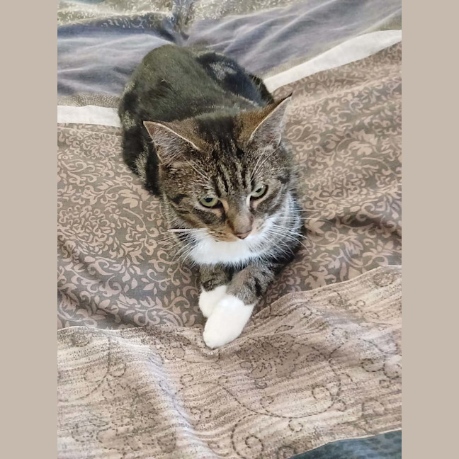 Photo of Snug   1.5 Year Old Domestic Short Hair