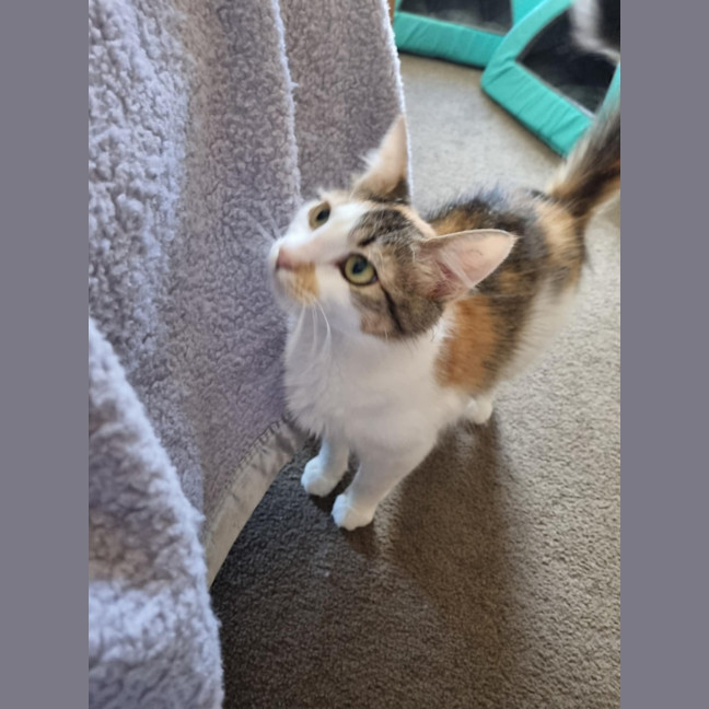 Photo of Amberlee **2nd Chance Cat Rescue**