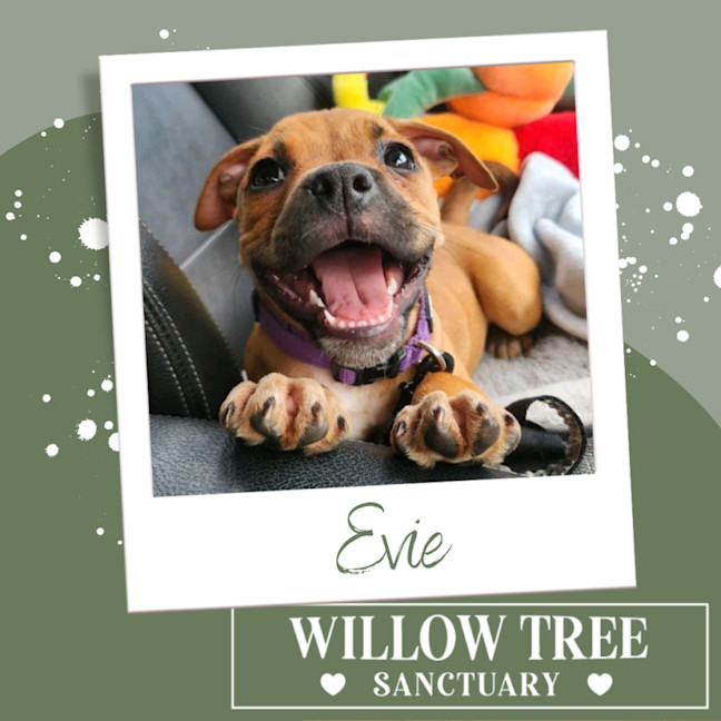 Photo of Evie
