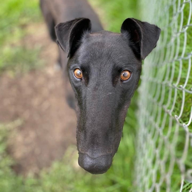 Photo of Tjandamarra