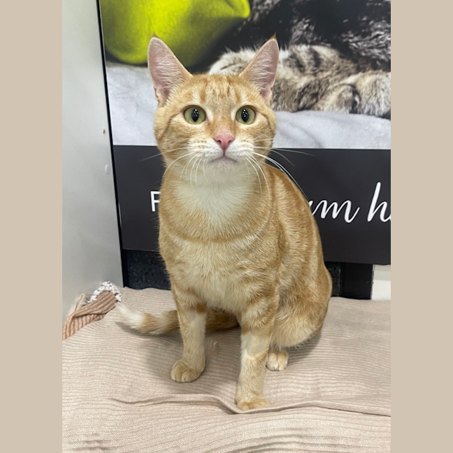 Photo of Marigold 