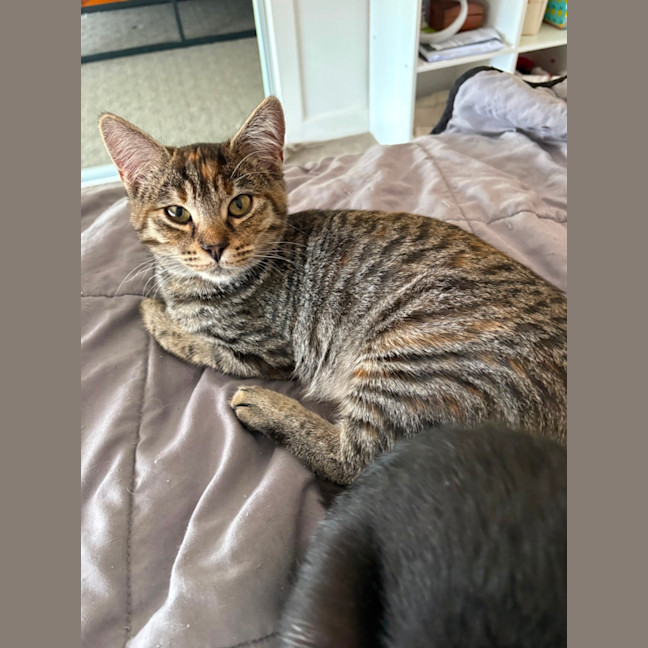 Photo of Astra