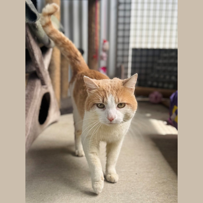 Photo of Mango 