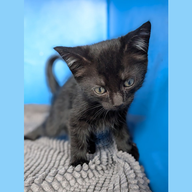 Photo of Voodoo