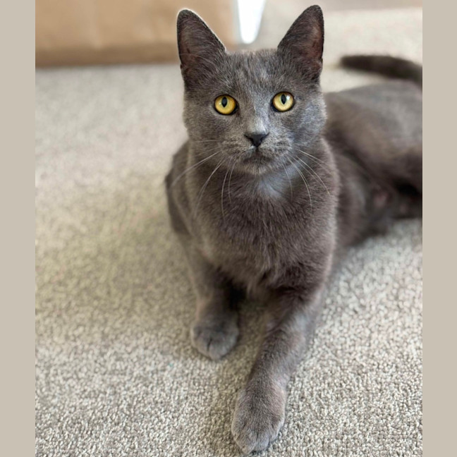 Photo of Sarabi 🩷