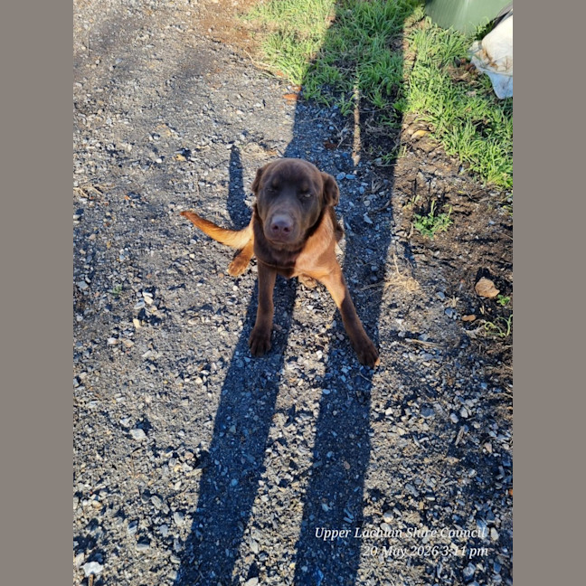 Photo of Milo