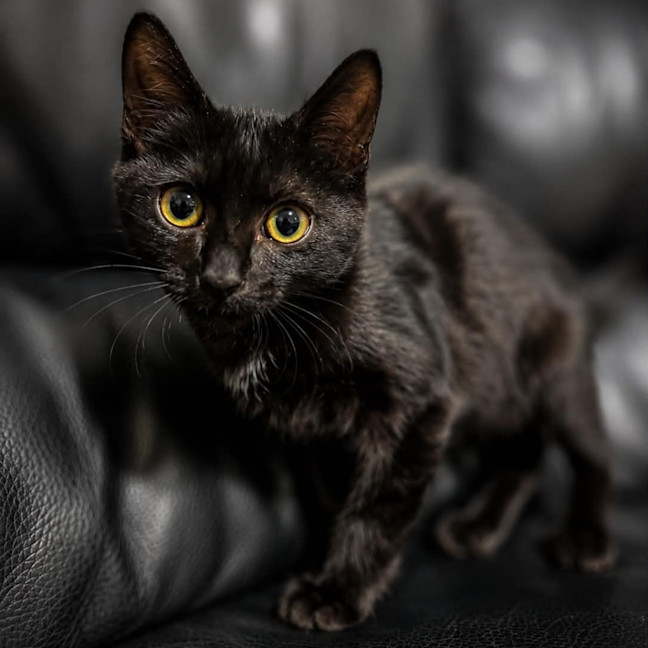 Photo of Vada