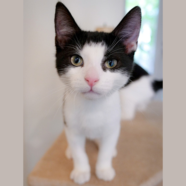 Photo of Domino