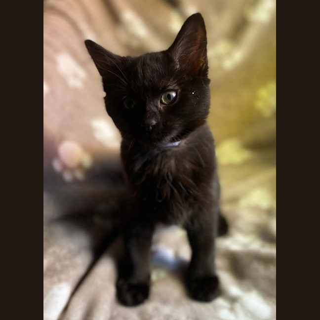 Photo of Jazz