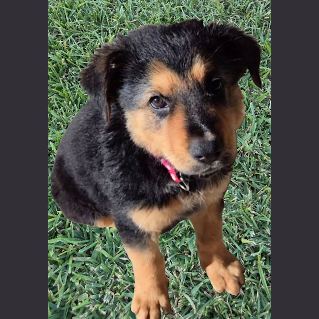Photo of Baloo 