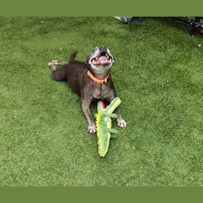 Photo of Buddy 