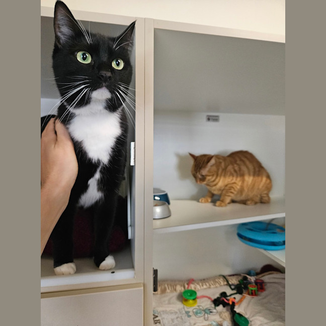 Photo of Mr. Nibbles