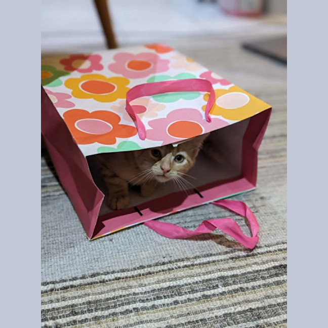 Photo of Mochi   In Foster Care In Reservoir