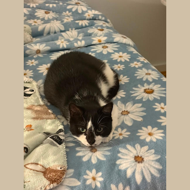 Photo of Nougat