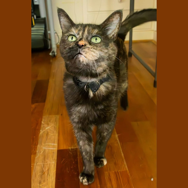 Photo of Tizzy 