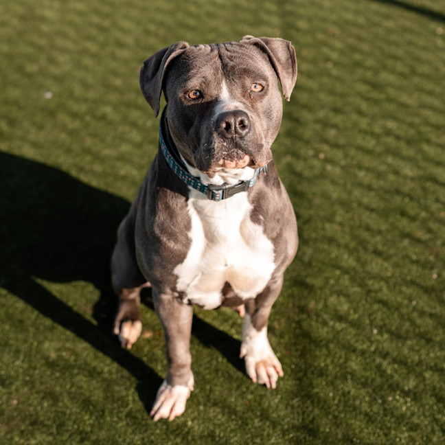 Photo of Gus Imp 1484