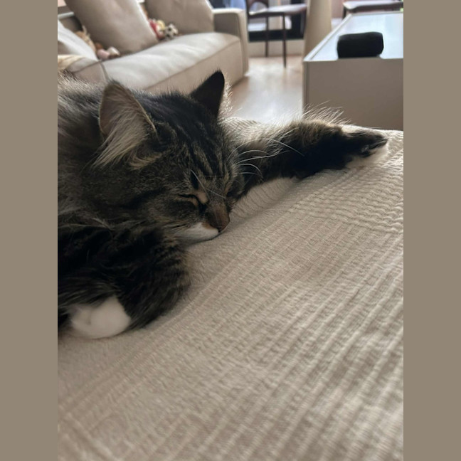 Photo of Pollywaffle