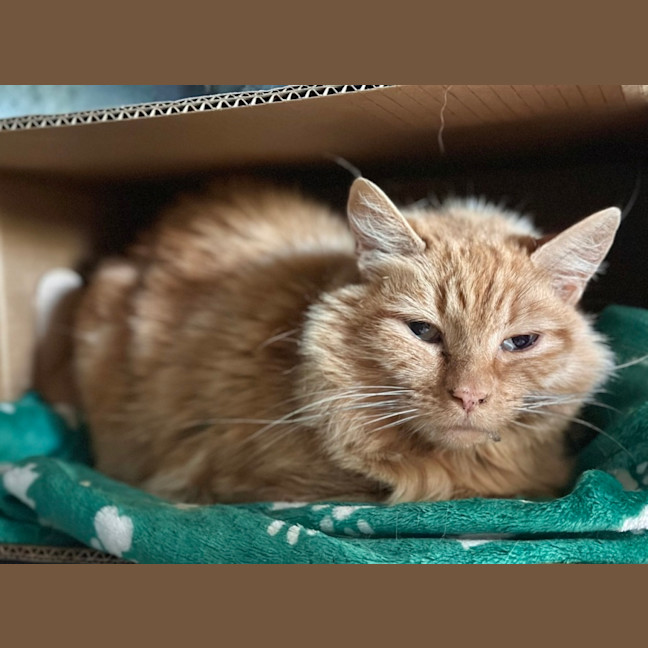 Photo of Maple