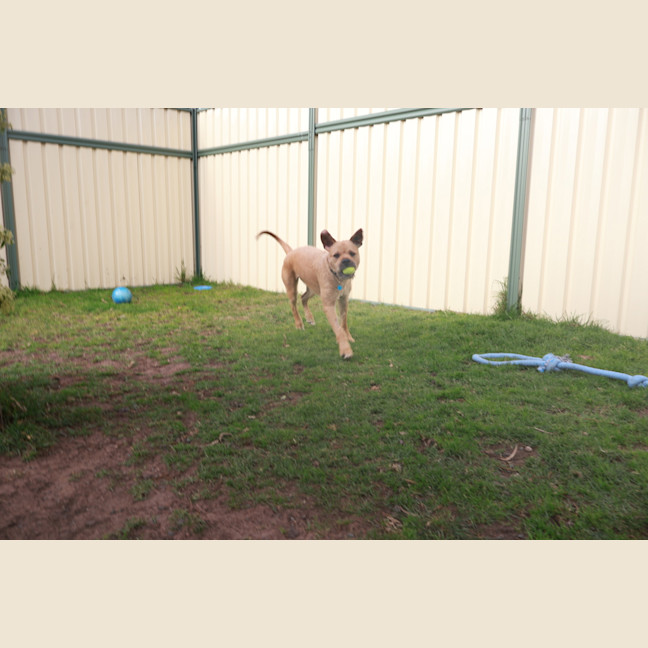 Photo of Apollo
