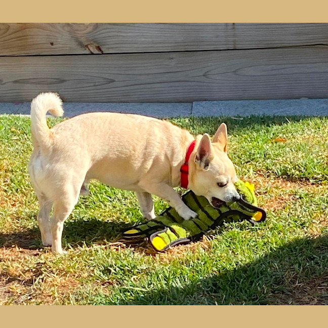 Photo of Taco