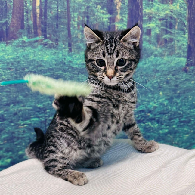 Photo of Bruce Lee   Located In Meadow Heights