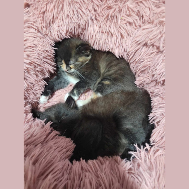 Photo of Finley *9 Lives Project Rescue*