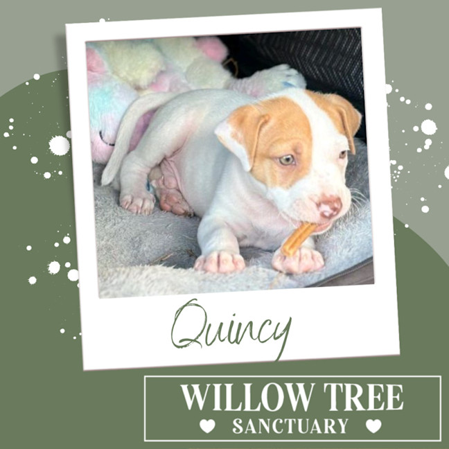 Photo of Quincy