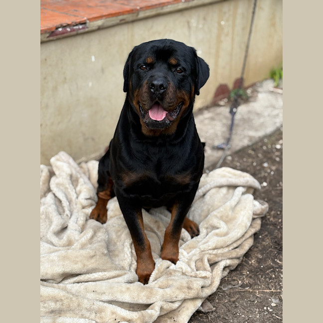 Photo of Beau