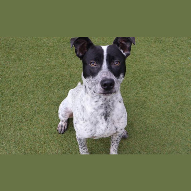 Photo of Trooper
