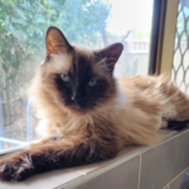 Photo of Opal