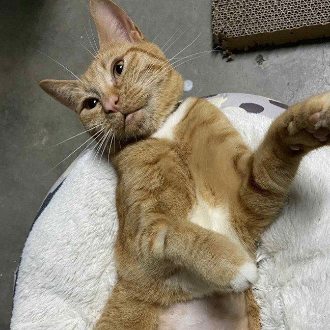 Photo of Cleo 🍁👑