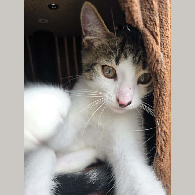 Photo of Ekko 🧶🐈
