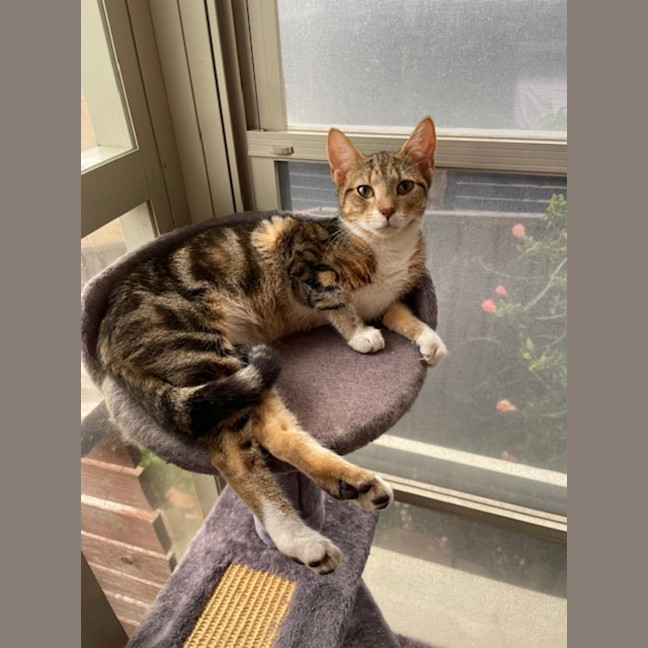 Photo of Skittles   5 Month Old Domestic Short Hair (Trial)