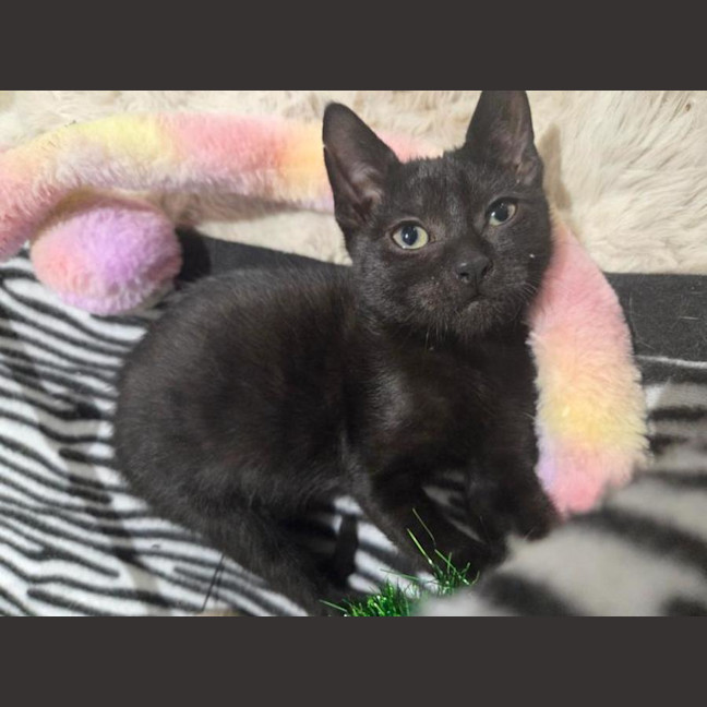 Photo of Alfie