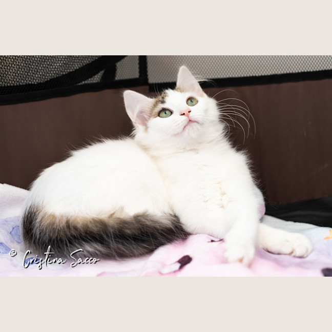 Photo of Lily