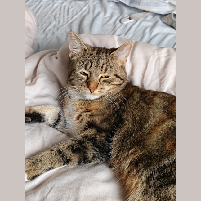 Photo of Toffee Tiger