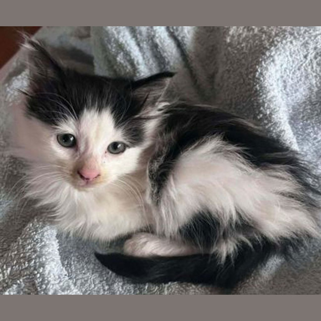Photo of Cookie