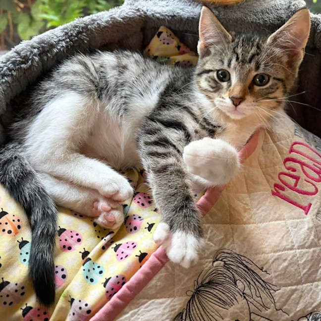 Photo of Cheddar