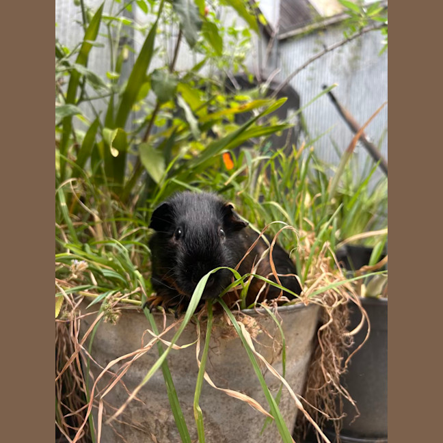 Photo of Oliver