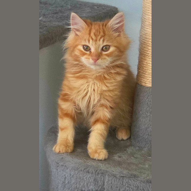 Photo of Red