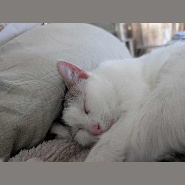 Photo of Lahlah (Was Siggi)