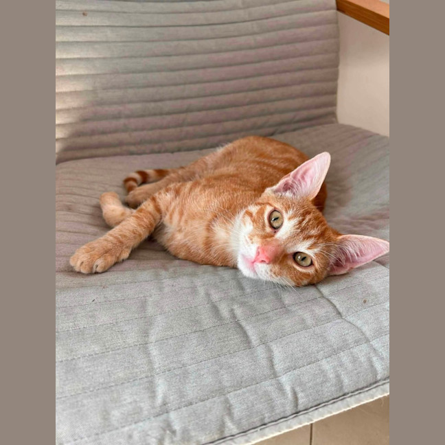 Photo of Bowie 