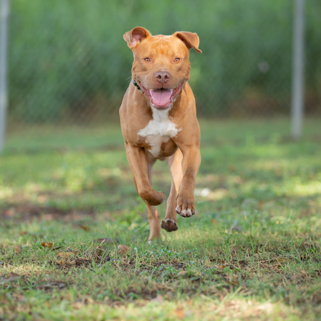 Photo of Tucker